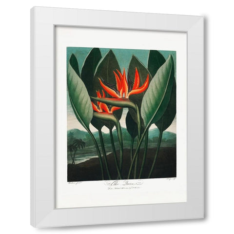 The QueenaÂ€Â“Plant from The Temple of Flora (1807) White Modern Wood Framed Art Print by Pictufy