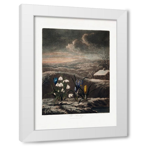 The Snowdrops from The Temple of Flora (1807) White Modern Wood Framed Art Print by Pictufy