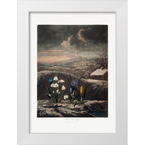The Snowdrops from The Temple of Flora (1807) White Modern Wood Framed Art Print by Pictufy