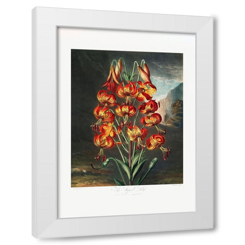 The Superb Lily from The Temple of Flora (1807) White Modern Wood Framed Art Print by Pictufy