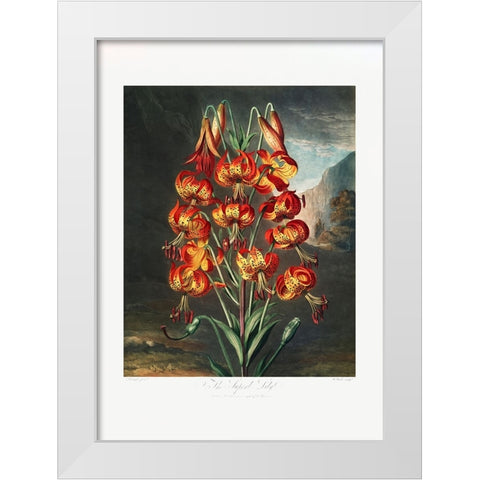 The Superb Lily from The Temple of Flora (1807) White Modern Wood Framed Art Print by Pictufy