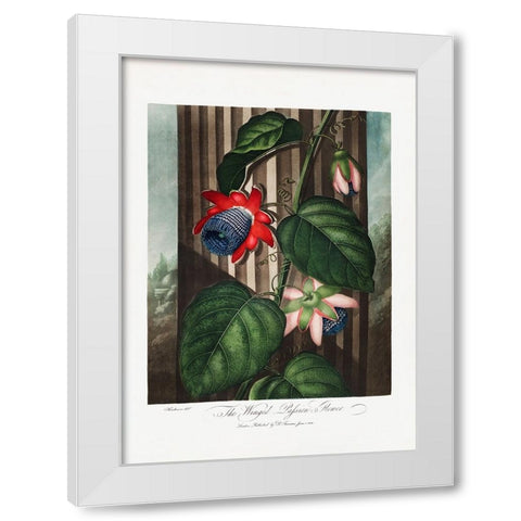 The Winged Passion-Flower from The Temple of Flora (1807) White Modern Wood Framed Art Print by Pictufy
