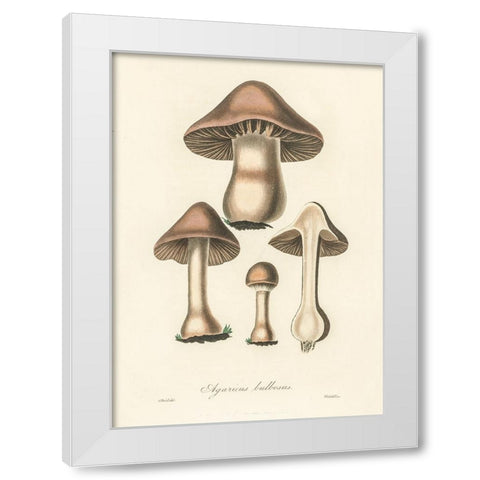 Agaricus Bulbosus Illustration. Medical Botany 1836 White Modern Wood Framed Art Print by Pictufy