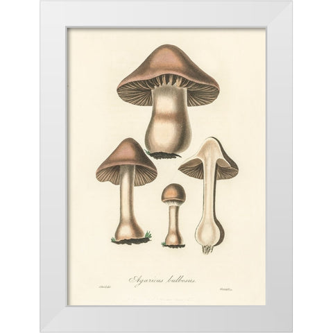 Agaricus Bulbosus Illustration. Medical Botany 1836 White Modern Wood Framed Art Print by Pictufy