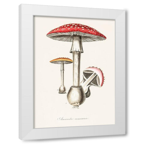 Amanita Muscaria Illustration. Medical Botany 1836 White Modern Wood Framed Art Print by Pictufy