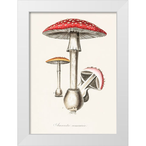 Amanita Muscaria Illustration. Medical Botany 1836 White Modern Wood Framed Art Print by Pictufy