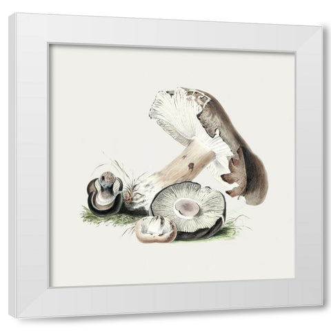 Vintage Agaricus Augustus Mushroom White Modern Wood Framed Art Print by Pictufy