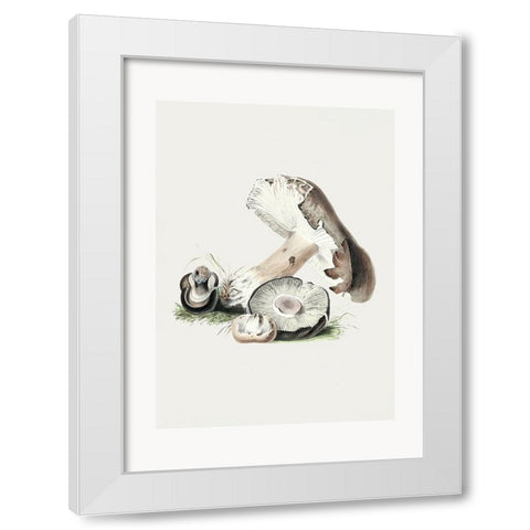 Vintage Agaricus Augustus Mushroom 50x70 White Modern Wood Framed Art Print by Pictufy