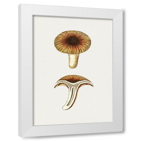 Vintage Chanterelles Edible Mushroom White Modern Wood Framed Art Print by Pictufy