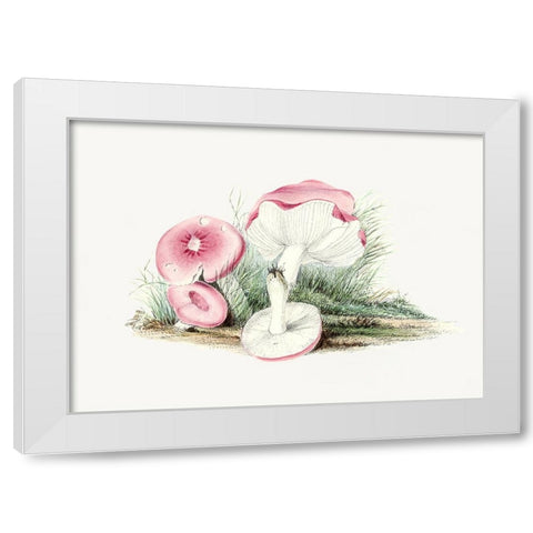 Vintage Russula Emetica Mushroom White Modern Wood Framed Art Print by Pictufy