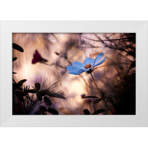 Lindiffacrence White Modern Wood Framed Art Print by Bravin, Fabien