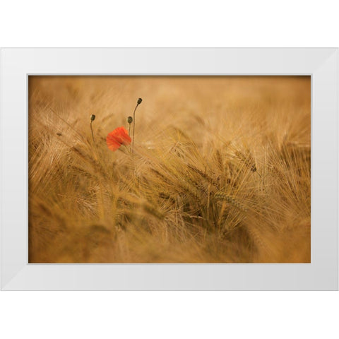 Ephemeral White Modern Wood Framed Art Print by Draus, Thierry