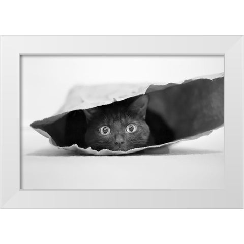 Cat In A Bag White Modern Wood Framed Art Print by Holthuysen, Jeremy