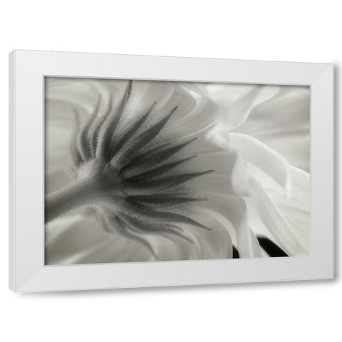 Calendula White Modern Wood Framed Art Print by Gronkjar, Lotte