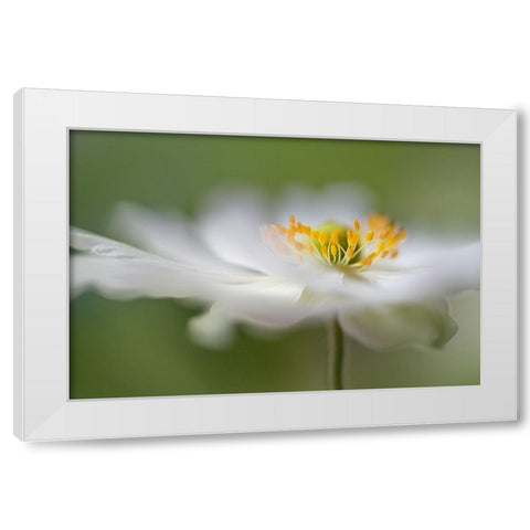 White Anemone White Modern Wood Framed Art Print by Disher, Mandy