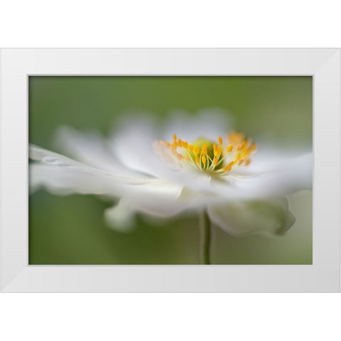White Anemone White Modern Wood Framed Art Print by Disher, Mandy