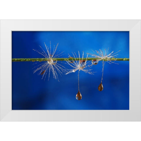 Blue Drops Of Life White Modern Wood Framed Art Print by Westum, Heidi