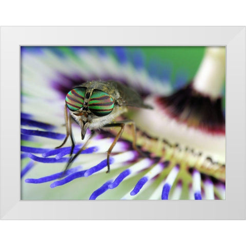 Eye-Catching White Modern Wood Framed Art Print by Hoffman, Jimmy