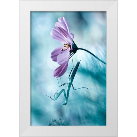 Newtonian Physics White Modern Wood Framed Art Print by Bravin, Fabien