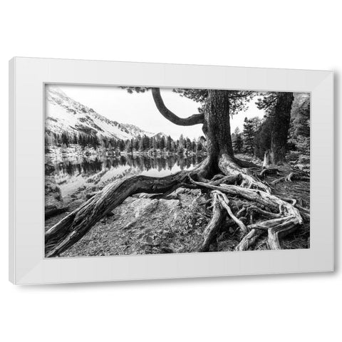 Old Tree White Modern Wood Framed Art Print by Landolt, Susanne