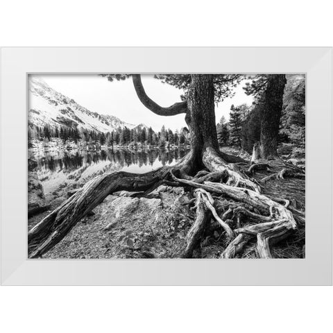 Old Tree White Modern Wood Framed Art Print by Landolt, Susanne
