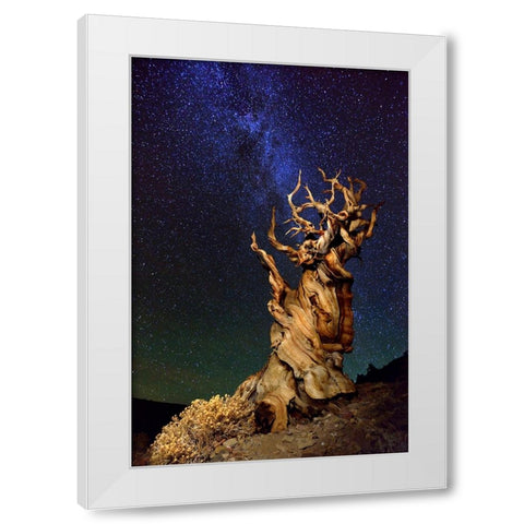 Bristlecone Pine White Modern Wood Framed Art Print by Ghirardini, Tanja