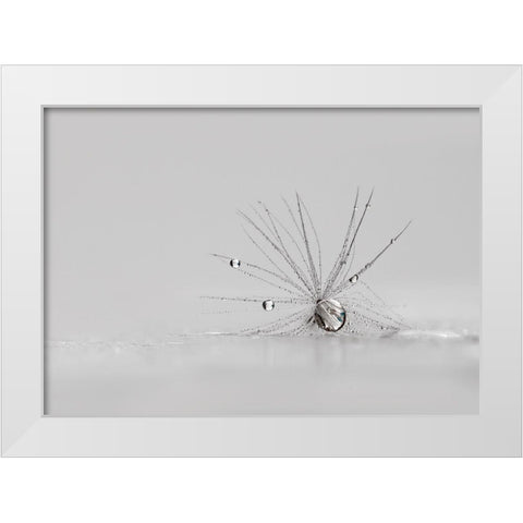 My Silver Spider White Modern Wood Framed Art Print by Westum, Heidi