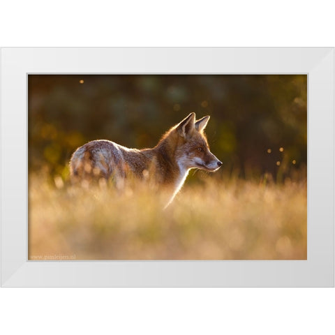 Last Light Fox White Modern Wood Framed Art Print by Leijen, Pim