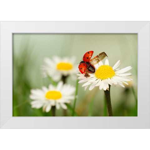 Envole Moi White Modern Wood Framed Art Print by Bravin, Fabien