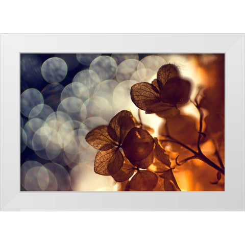 .:.:.** White Modern Wood Framed Art Print by Lazarov, Dimitar