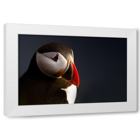 Puffin Portrait White Modern Wood Framed Art Print by Ennedi