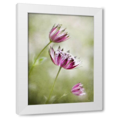Astrantia White Modern Wood Framed Art Print by Disher, Mandy