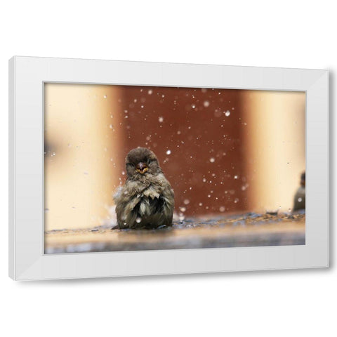 Humourist White Modern Wood Framed Art Print by Ignatyev, Alexander