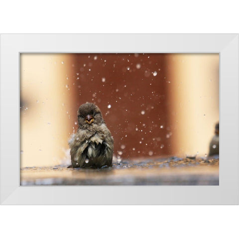 Humourist White Modern Wood Framed Art Print by Ignatyev, Alexander