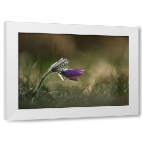 Alone White Modern Wood Framed Art Print by Lichner, Istvan