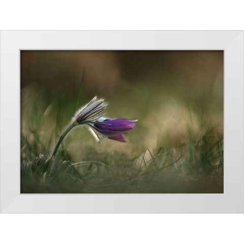 Alone White Modern Wood Framed Art Print by Lichner, Istvan