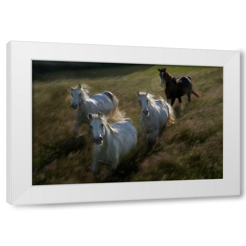 Gallop In White Modern Wood Framed Art Print by Malovrh, Milan