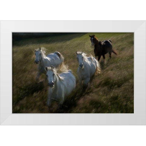 Gallop In White Modern Wood Framed Art Print by Malovrh, Milan