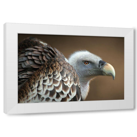 Vulture White Modern Wood Framed Art Print by Hoffman, Jimmy