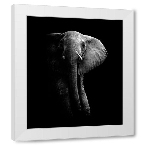 Elephant! White Modern Wood Framed Art Print by Wildphotoart