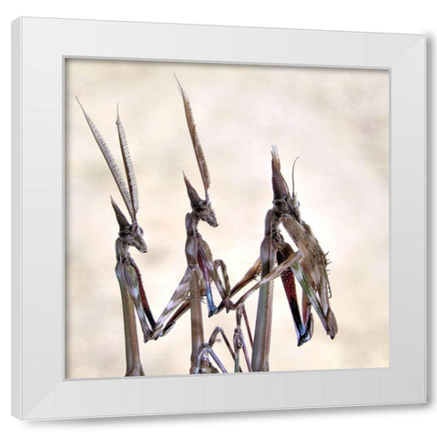 Trio White Modern Wood Framed Art Print by Hoffman, Jimmy