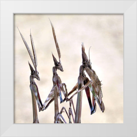 Trio White Modern Wood Framed Art Print by Hoffman, Jimmy
