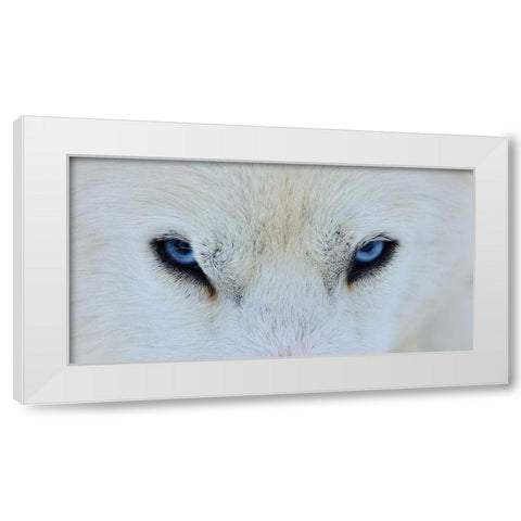 Mirada Azul White Modern Wood Framed Art Print by Angel Artus, Miquel