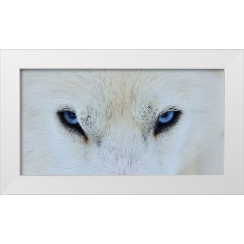 Mirada Azul White Modern Wood Framed Art Print by Angel Artus, Miquel