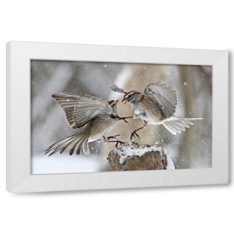 Fight Club White Modern Wood Framed Art Print by Costina, Mircea