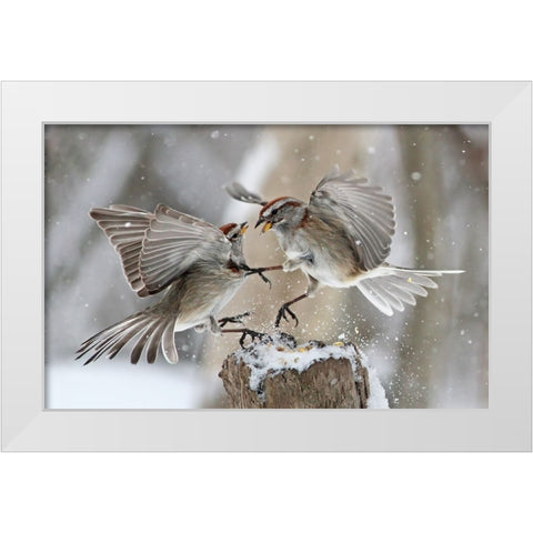 Fight Club White Modern Wood Framed Art Print by Costina, Mircea