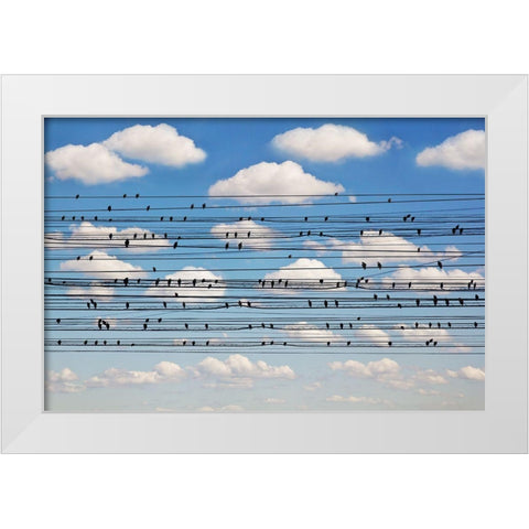 Cantus Arcticus - Concerto For Birds White Modern Wood Framed Art Print by Lim, Jared