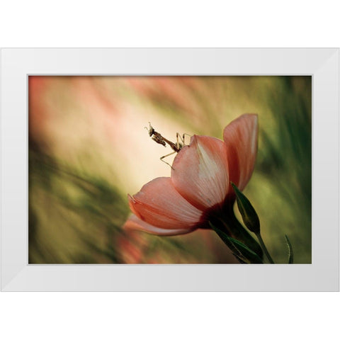 Juliet On The Balcony White Modern Wood Framed Art Print by Bravin, Fabien