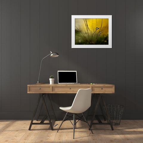 A Golden Morning Shower White Modern Wood Framed Art Print by Westum, Heidi