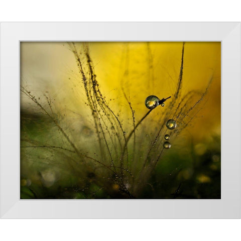 A Golden Morning Shower White Modern Wood Framed Art Print by Westum, Heidi